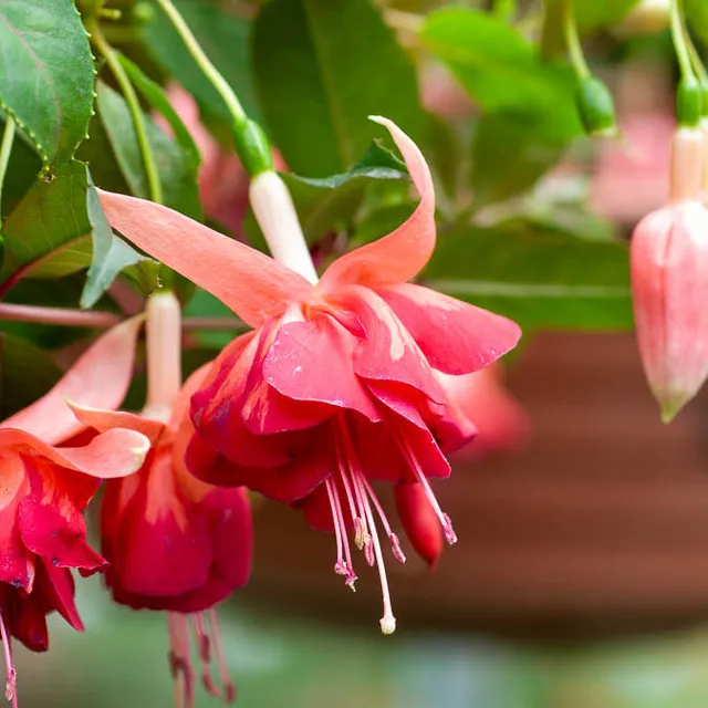 Bakker Bicentennial fuchsia retombant 3 pots Ø9cm