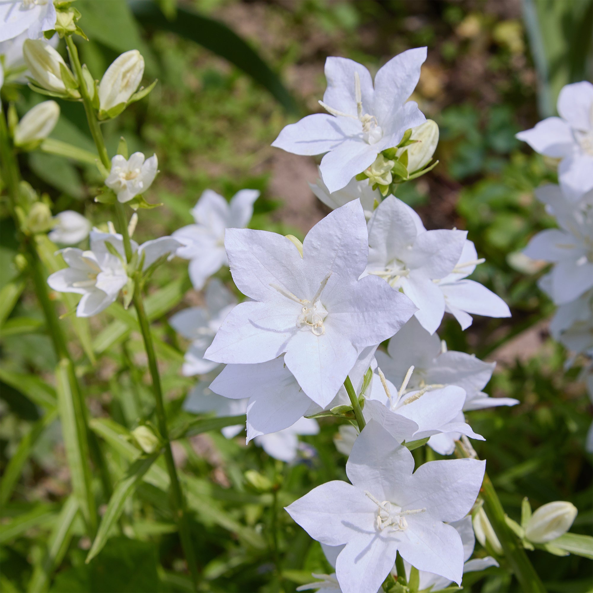 Bakker Vivaces Campanule Carpates Alba fleur pot Ø9cm blanche