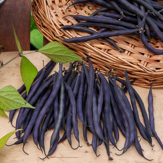 Bakker Haricot à rames graine violette sachet 100g sans fil