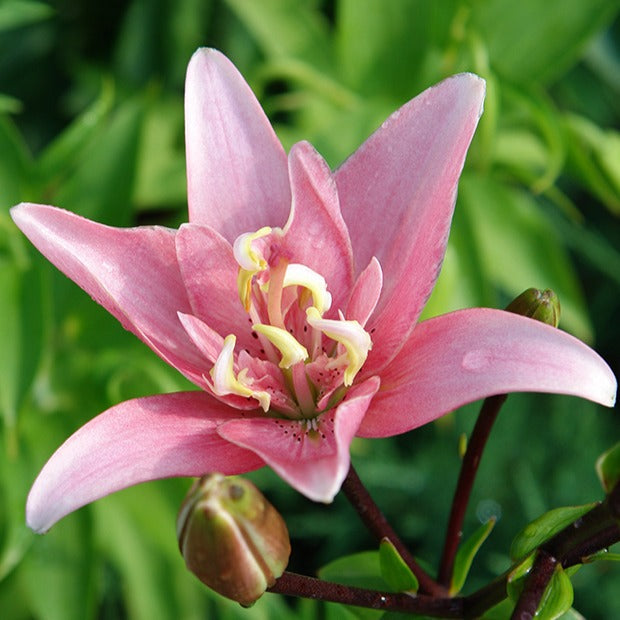 Bakker Lis Asiatique Elodie bulbe sachet 3 rose double