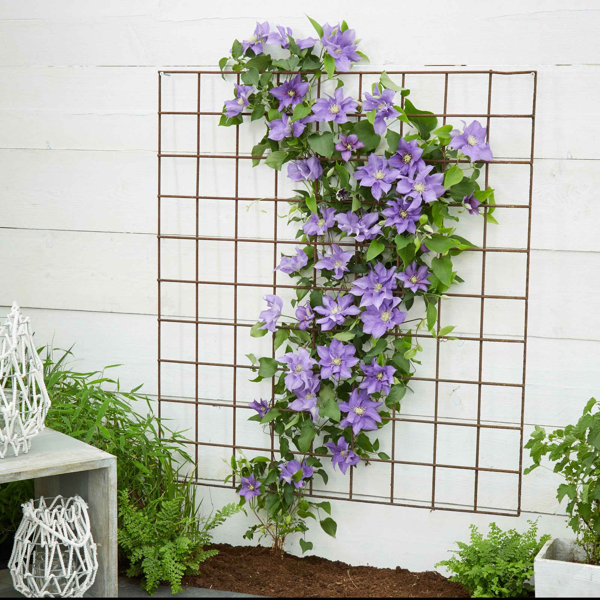 Bakker Clématite Olympia plante grimpante pot 2L violet