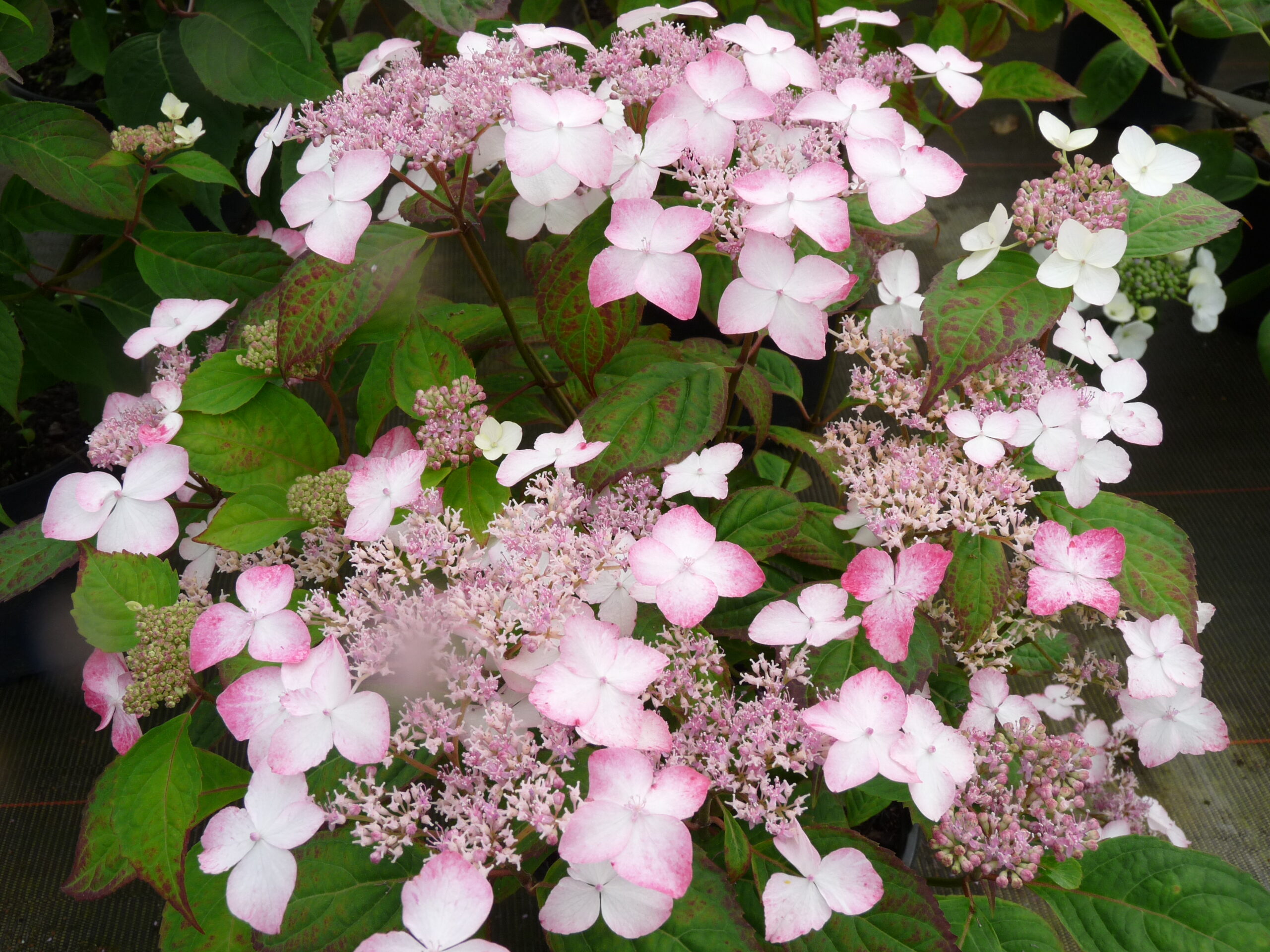 Les Hortensias du Haut Bois Beni Gaku hortensia serrata godet