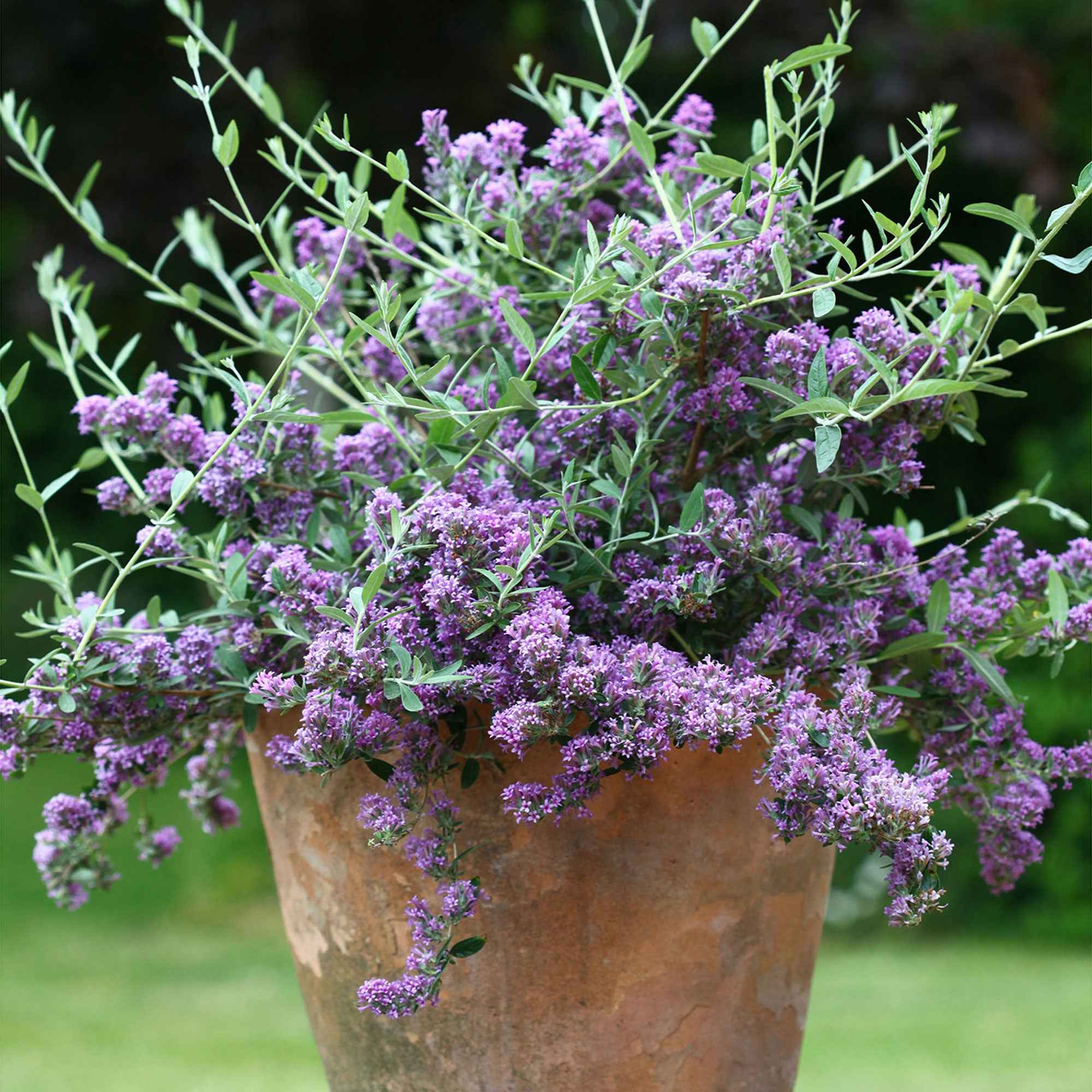 Bakker Arbre papillons nain Unique pot 2L violet 20-30cm