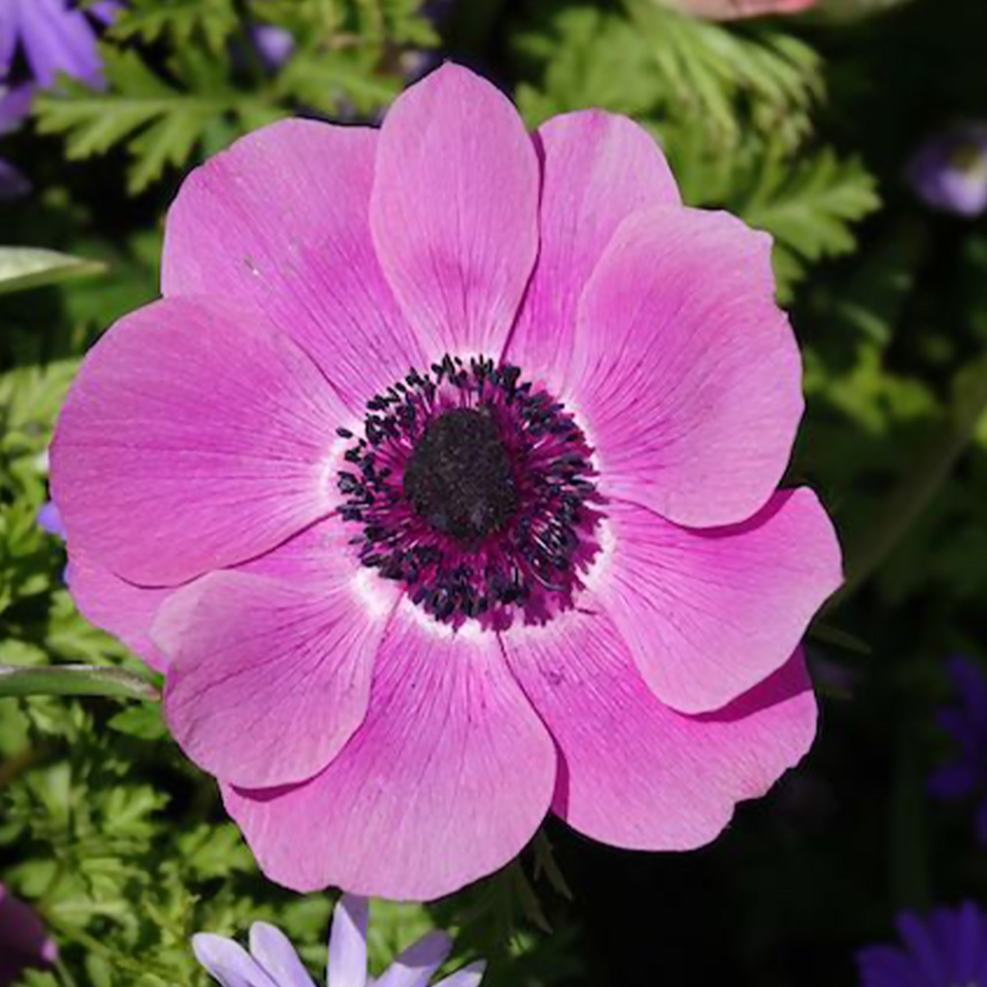 Bakker Bulbes Anémone coronaria rose sachet 20 bulbes printanière