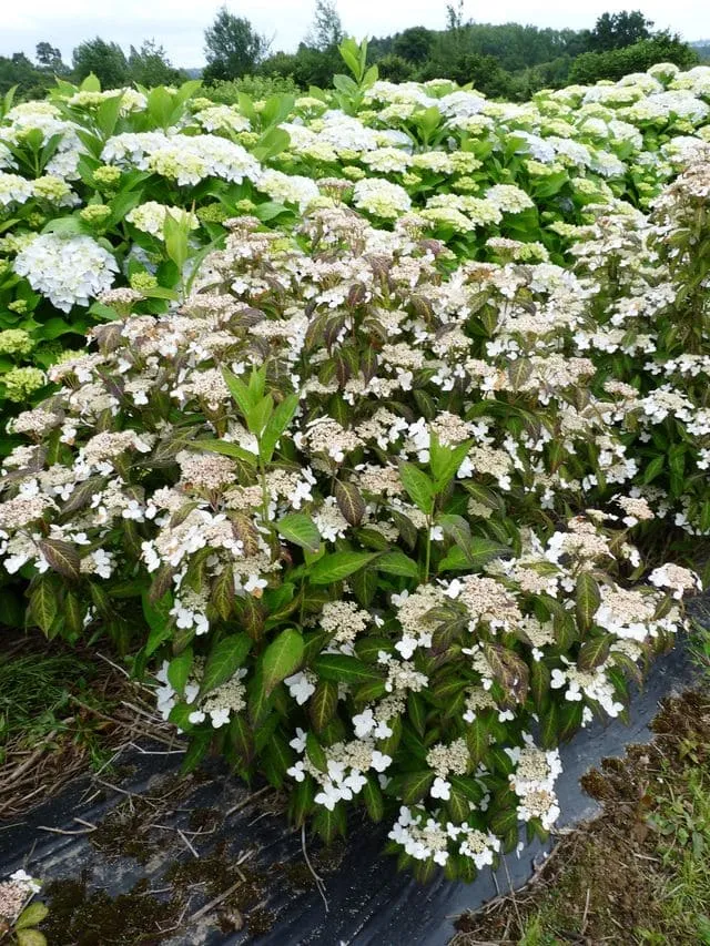 Angustata hydrangea serrata arbuste godet mi-ombre