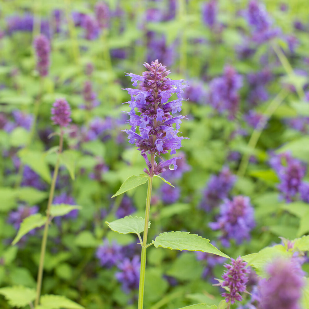 Bakker Agastache Blue Boa plante vivace pot 9cm violet