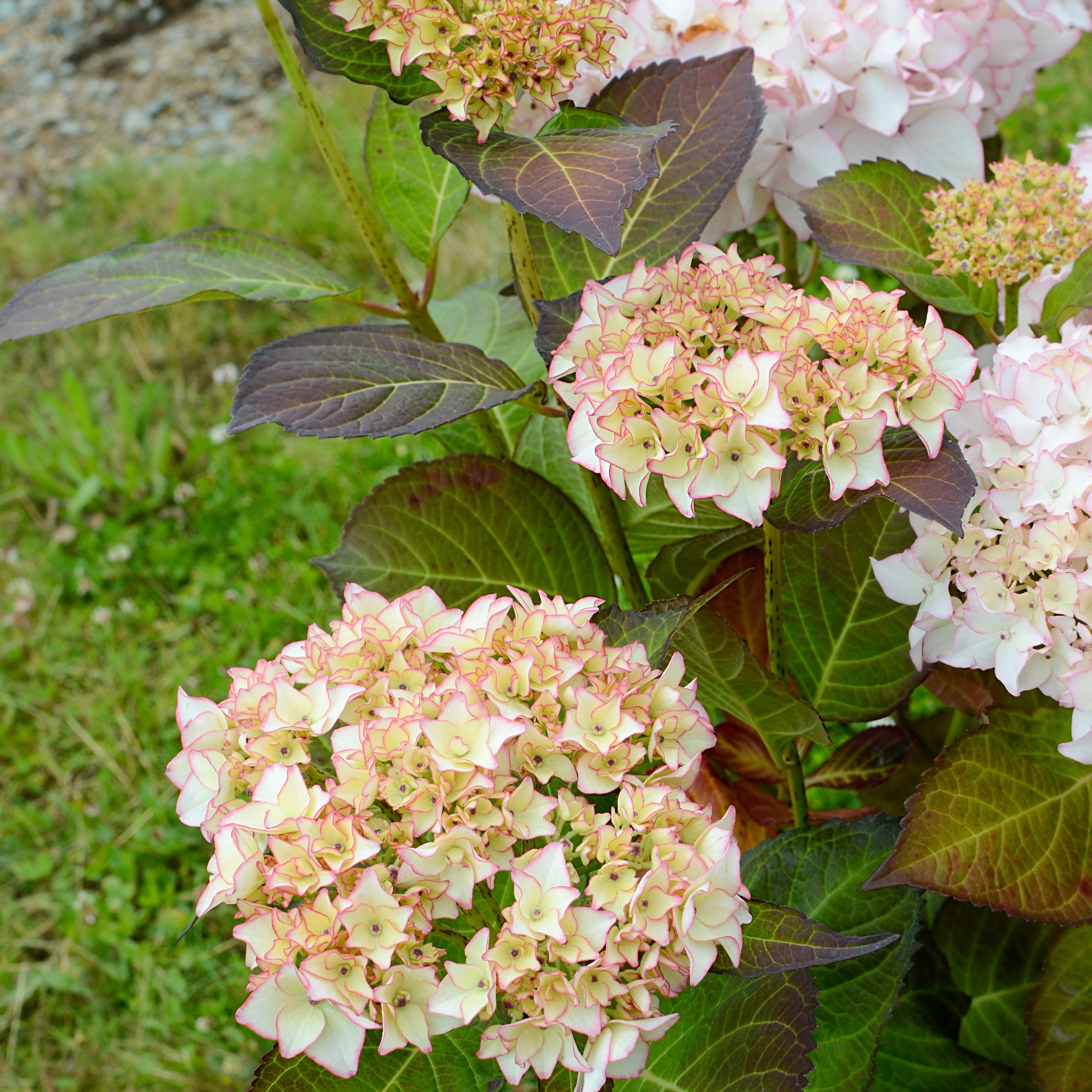 Bakker Hortensia Dolce France arbuste pot 9cm rose
