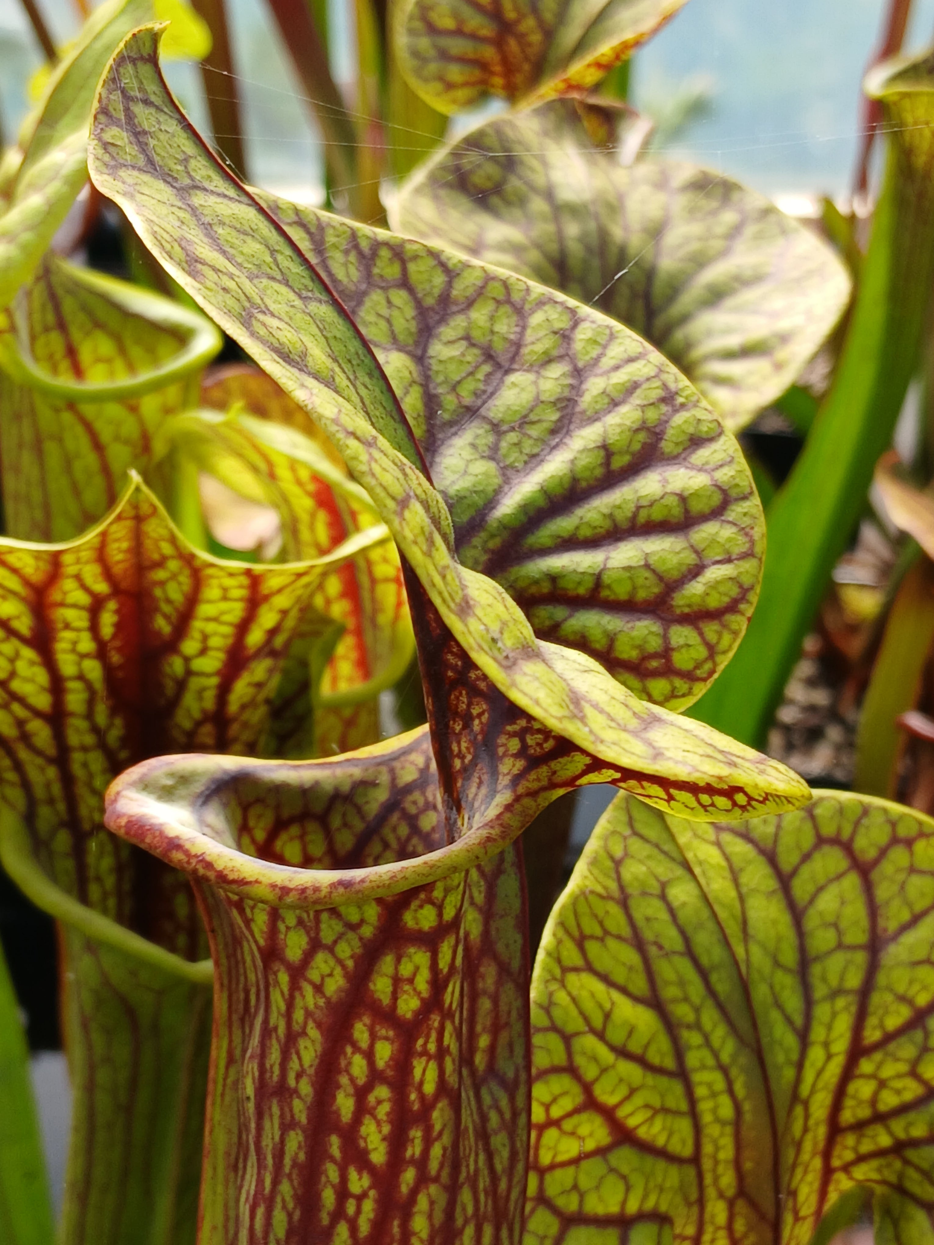 Carniflore Sarracenia flava ornata superornata plante 1 point veinée