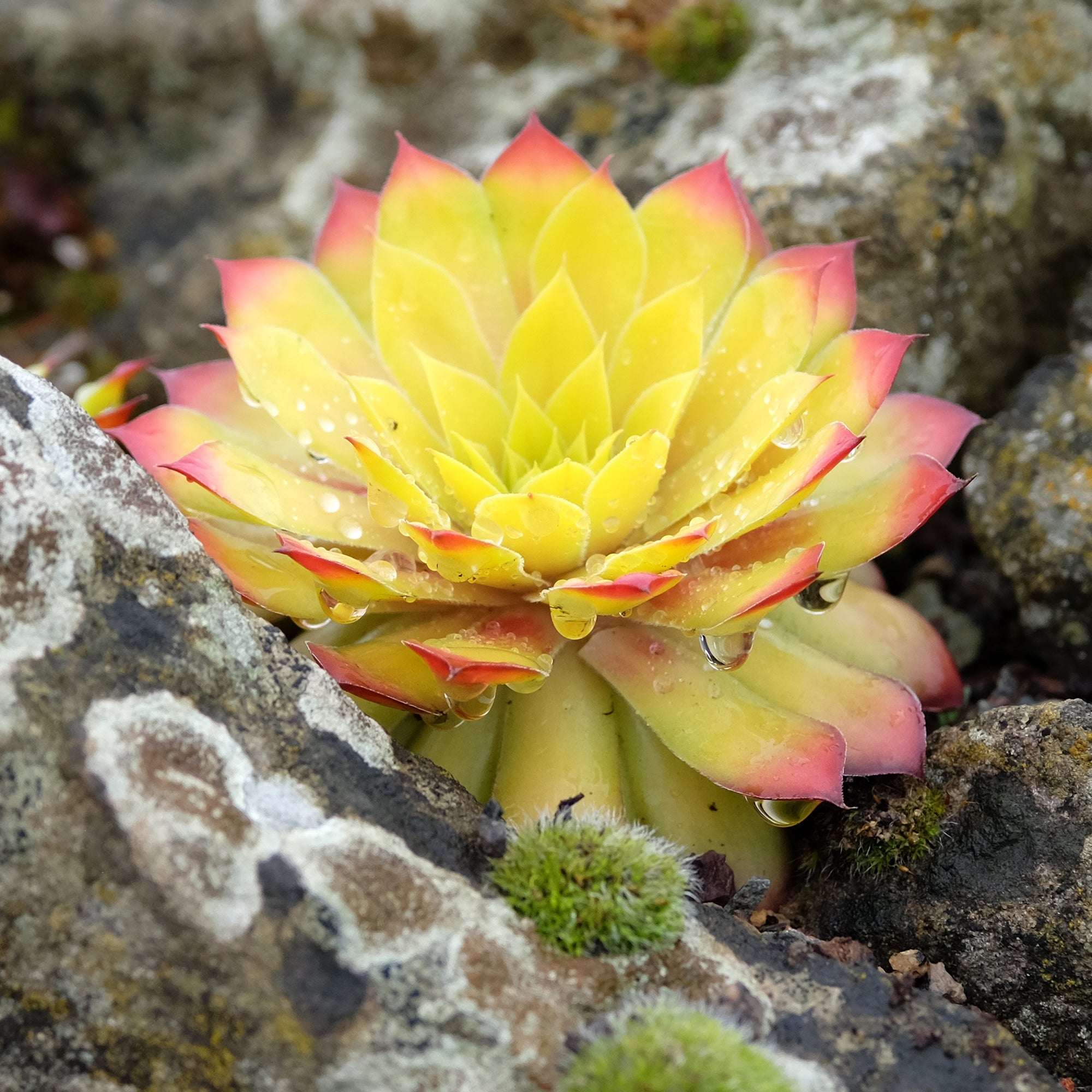 Bakker Plantes vivaces Joubarbe Gold Nugget pot Ø9cm dorée