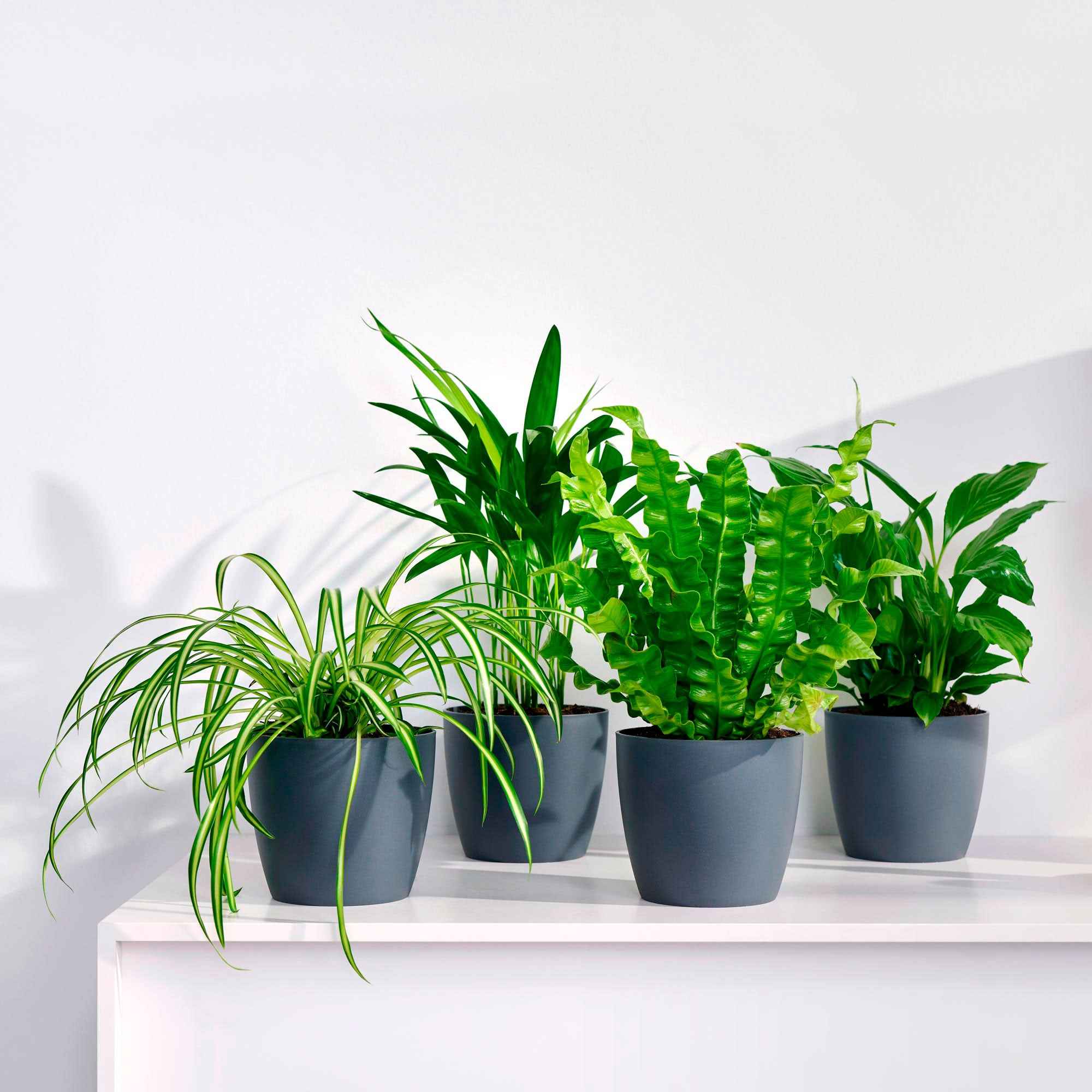 Bakker Collection plantes dépolluantes vertes 8 pots gris 12cm