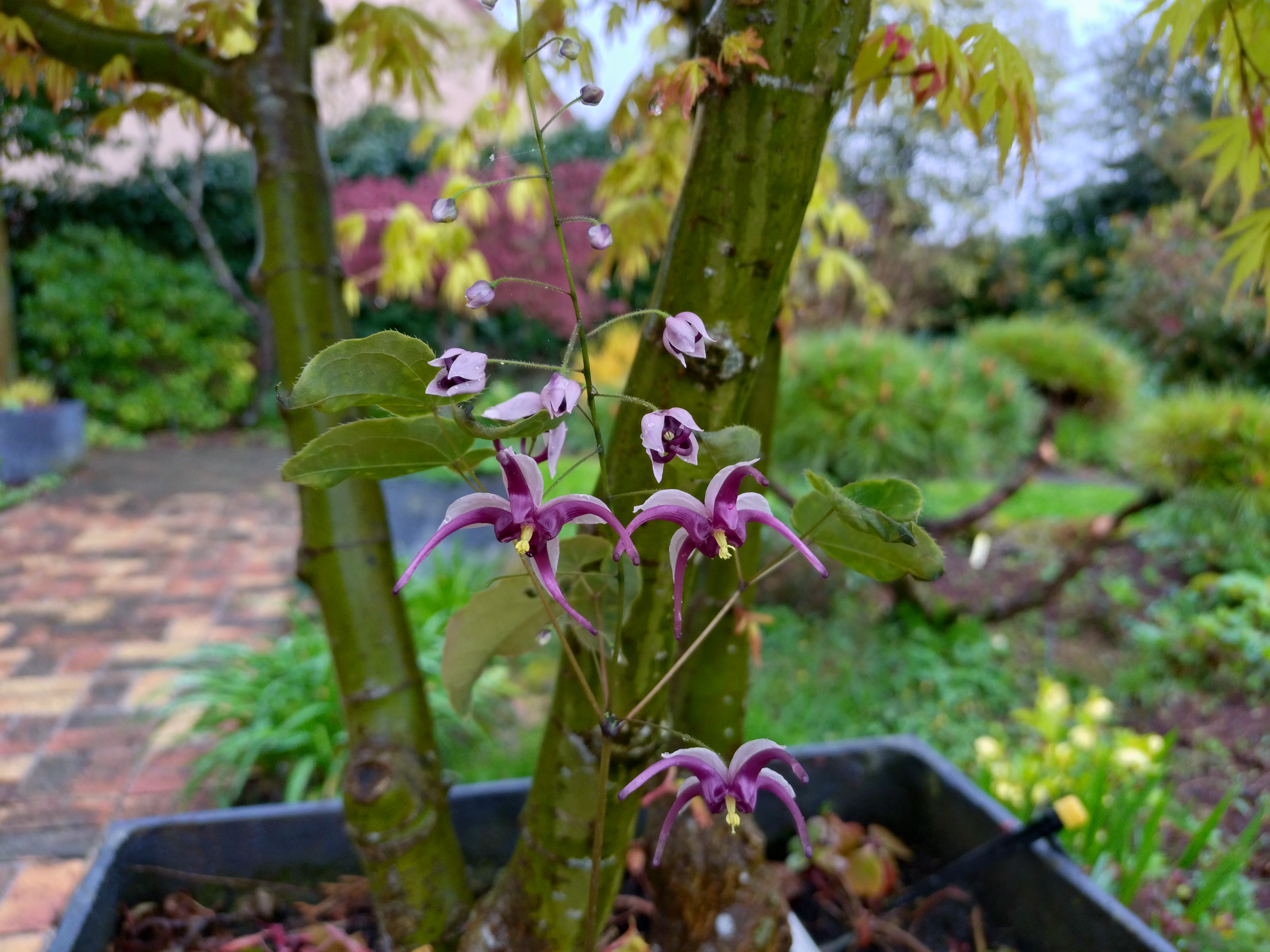 Passion Vivaces Epimedium acuminatum Night Mistress plante vivace pot 1L