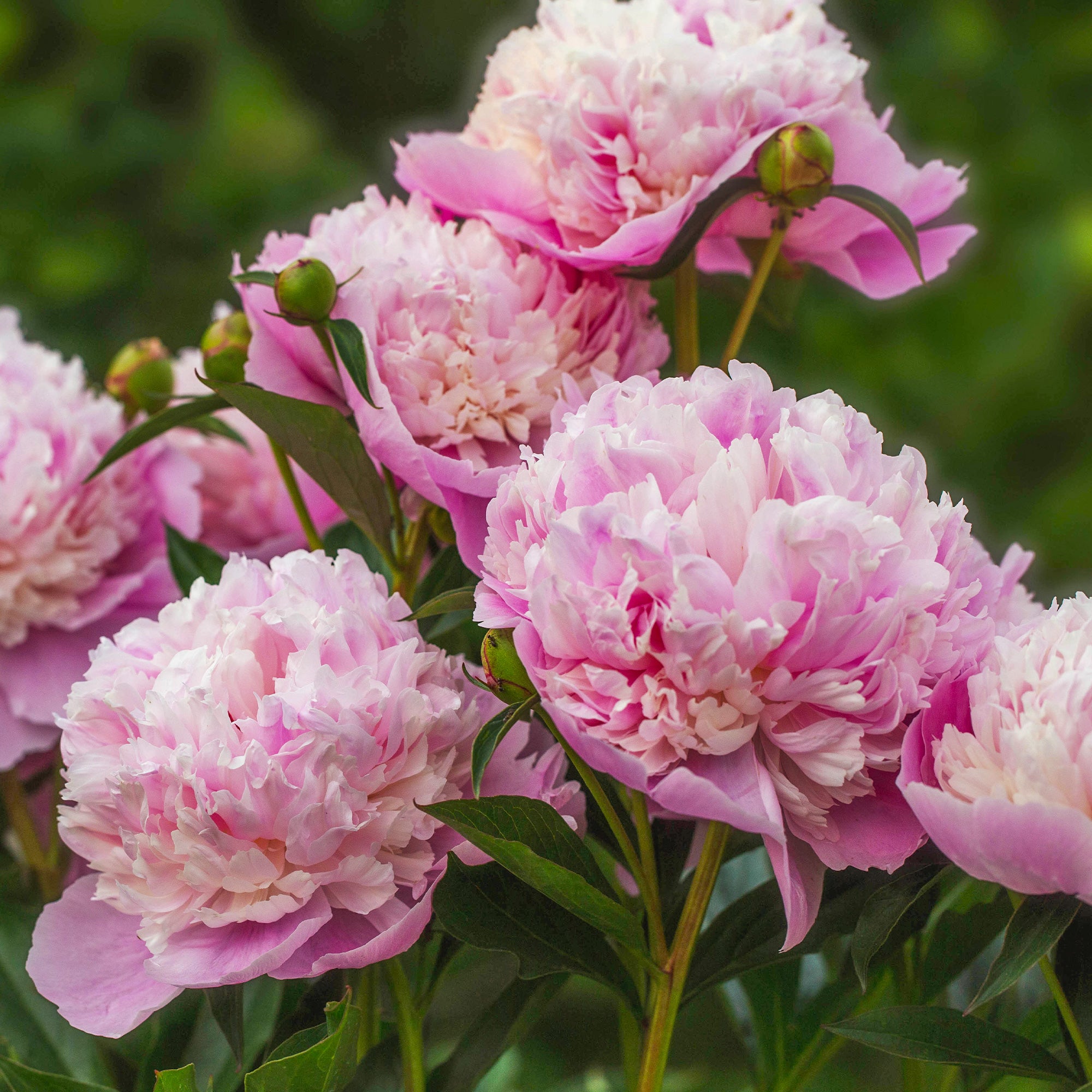 Bakker Plantes vivaces Pivoine Sorbet racine nue 2-3 yeux