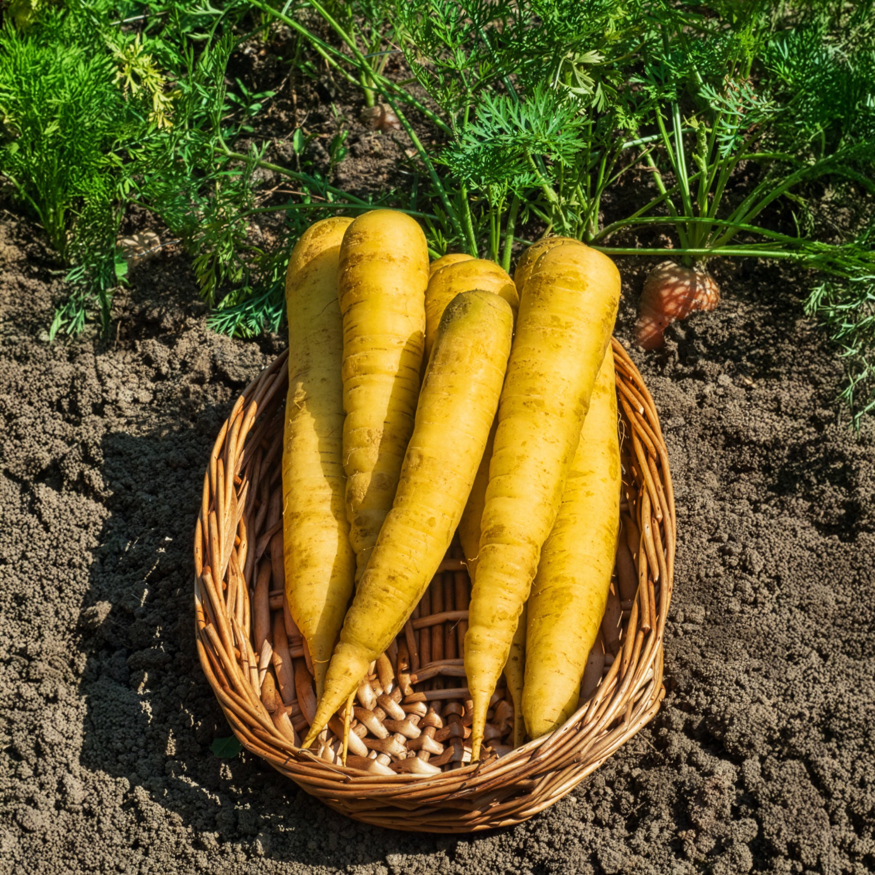 Bakker Carotte Jaune de Lobberich graines sachet 4 g douce