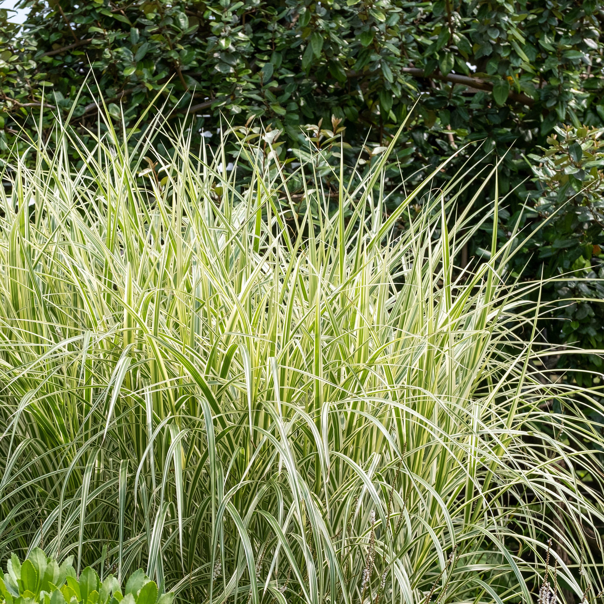 Bakker Plantes d'extérieur Variegatus roseau pot 9cm panaché