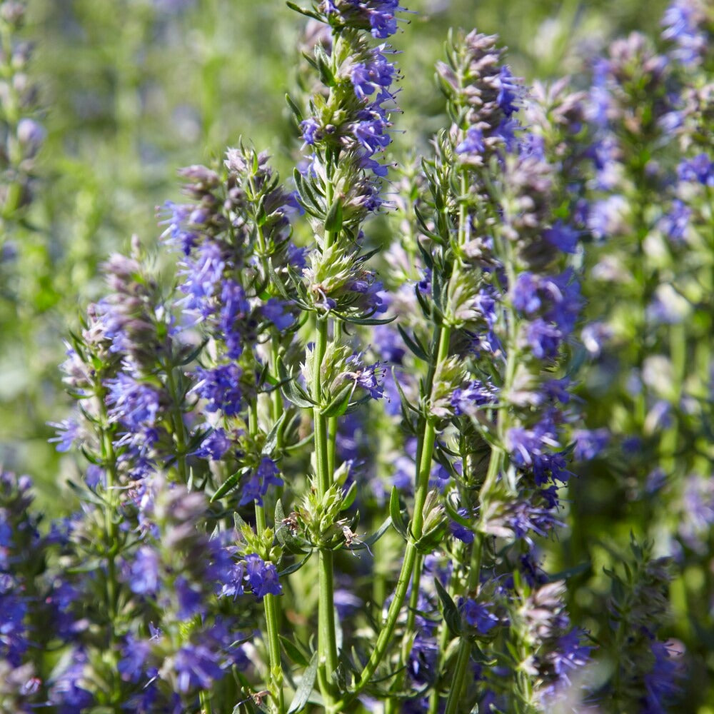 Bakker Potager Hysope Bio sachet 220 graines violet