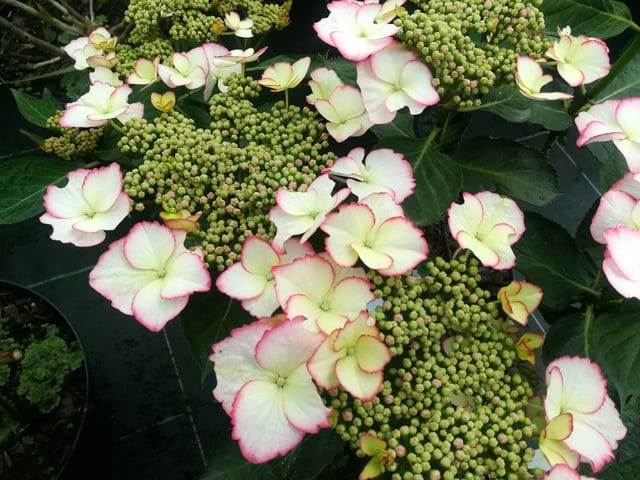 Hydrangea macrophylla Love You Kiss hortensia fleurs plates godet