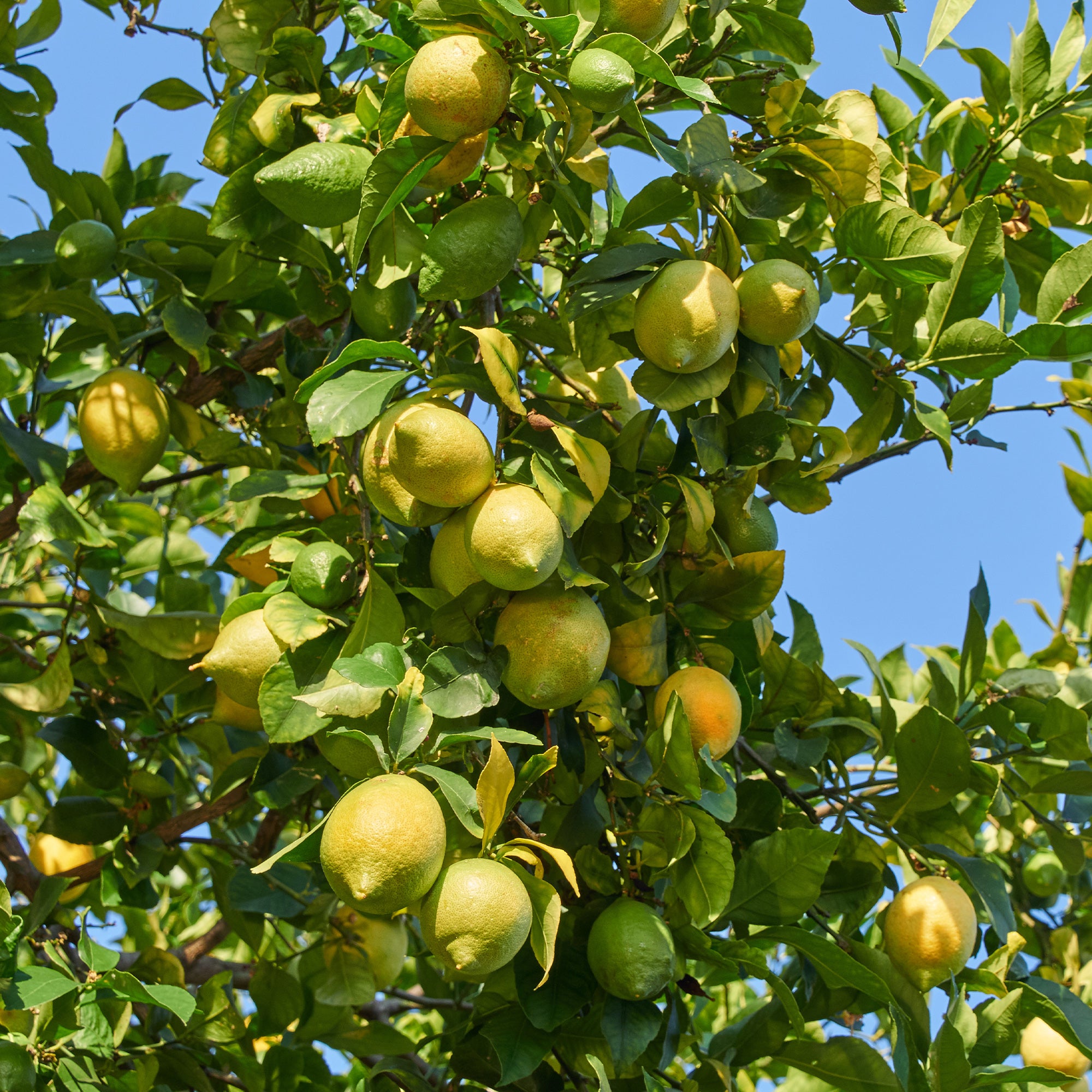 Bakker Citronnier 4 saisons fruitier pot 12cm 20-25cm
