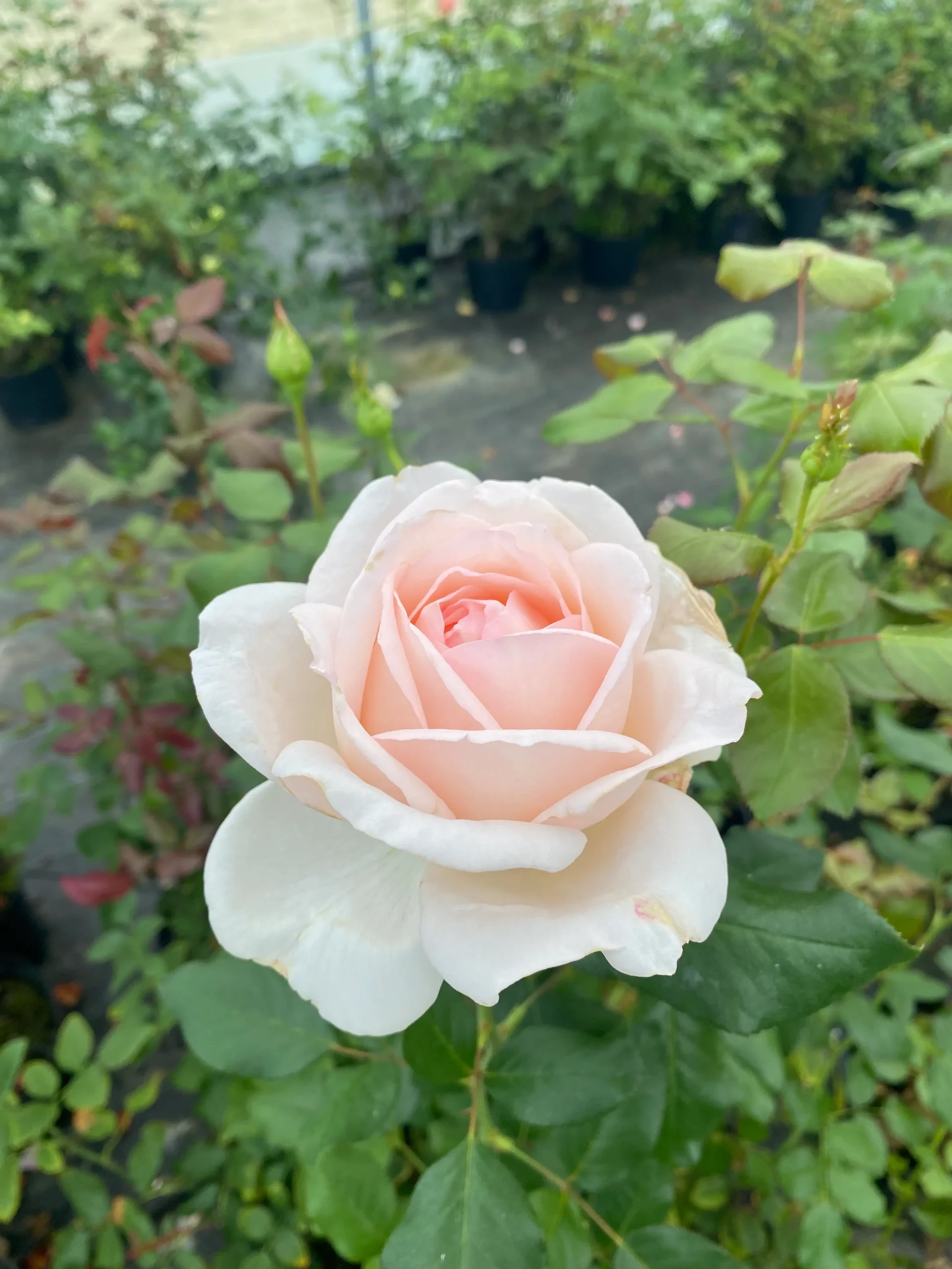 Michel Adam Gruaud La Rose rosier sur tige blanc crème parfumé