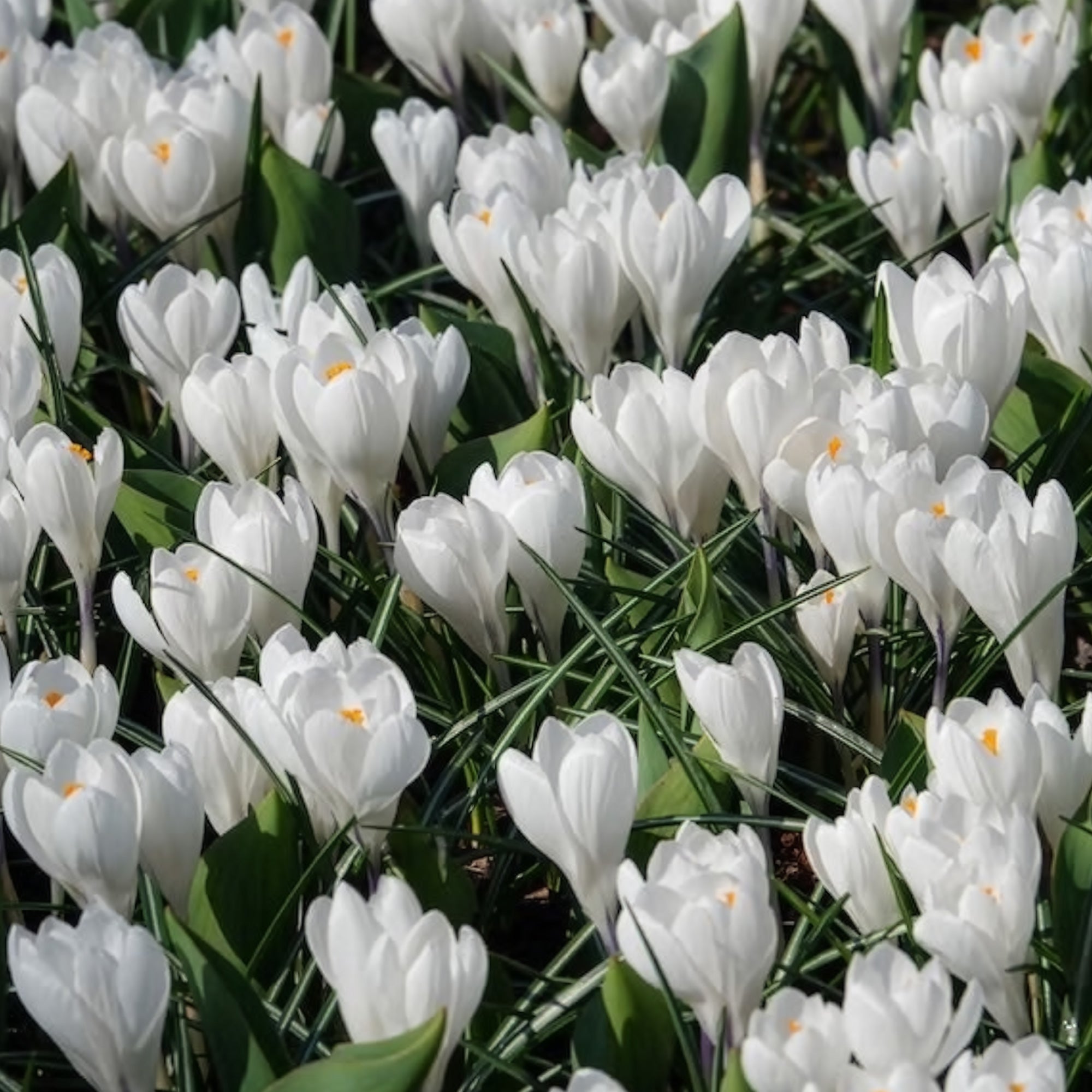 Bakker Jeanne d'Arc crocus blanc sachet 15 bulbes