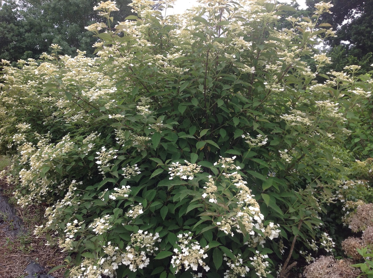 Les Hortensias du Haut Bois Snowcap hortensia heteromalla godet