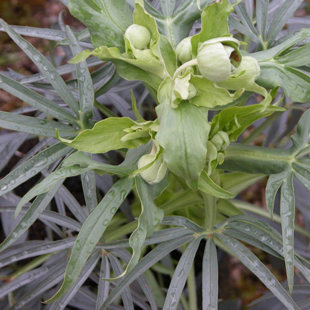 Bakker Hellébore fétide vivace verte pot 8cm