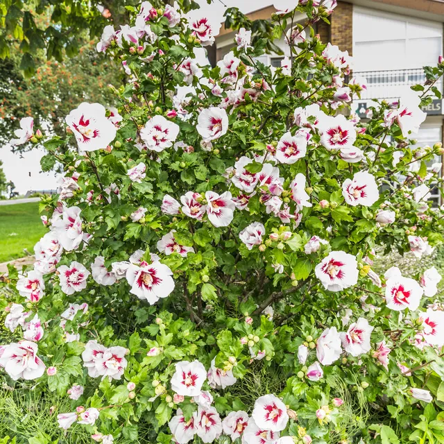 Bakker Hamabo hibiscus arbuste pot 19cm blanc rosé