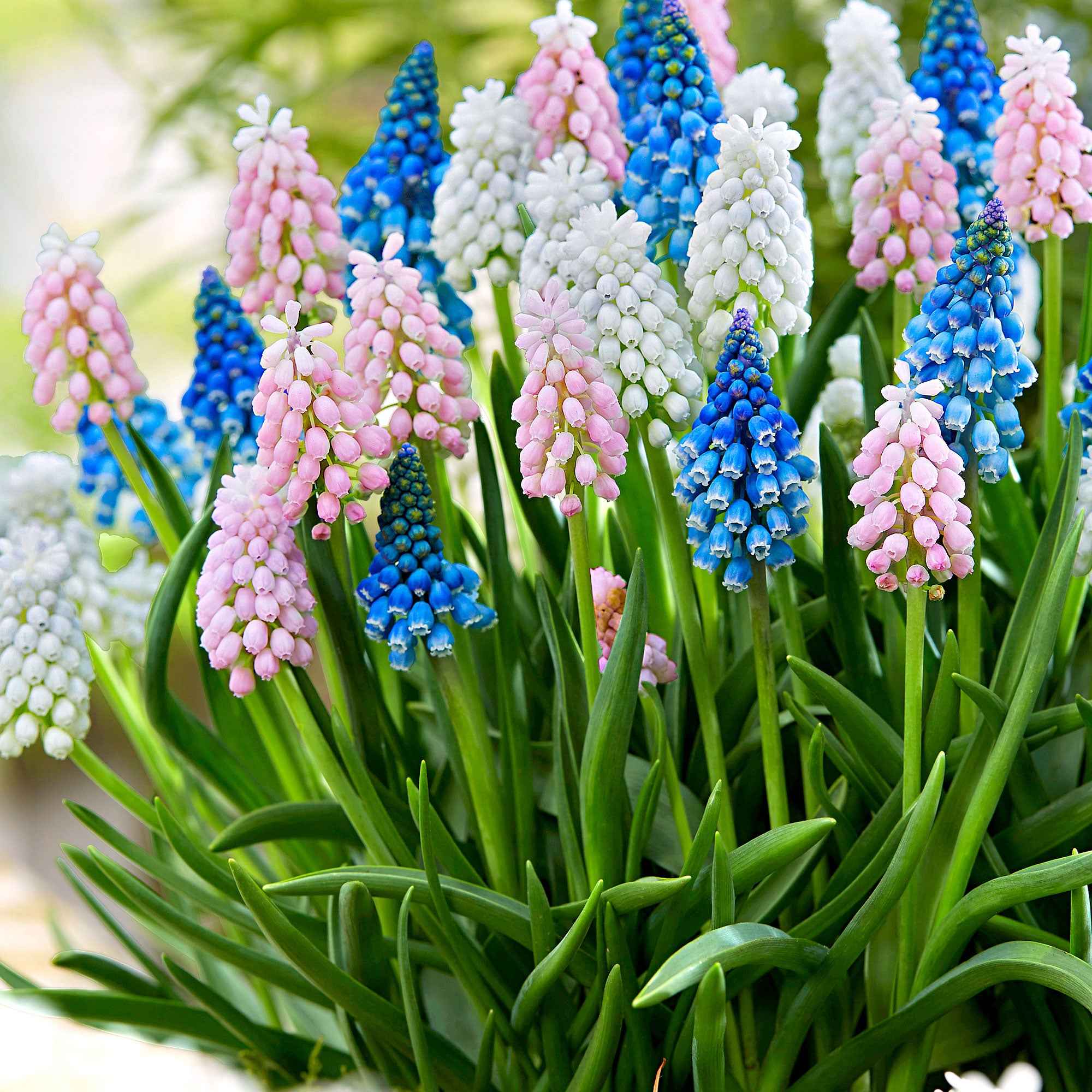 Bakker Muscaris mélange bulbes fleurs sachet 25 multicolore