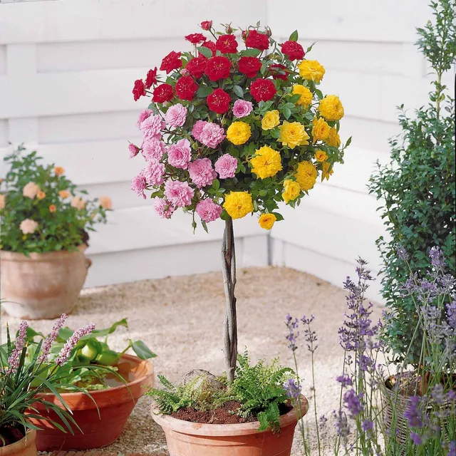 Bakker Rosiers Mini-rosier tricolore tige motte 75-85cm multicolore