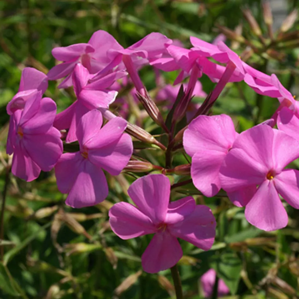 Bakker Phlox Carolina Bill Baker Vivace Pot 8cm Violet Parfumé