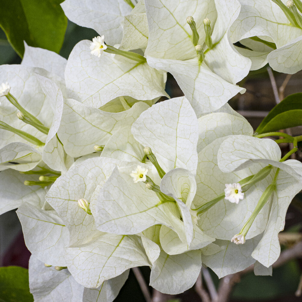 Bakker Bougainvillier blanc grimpante pot Ø12cm 30cm