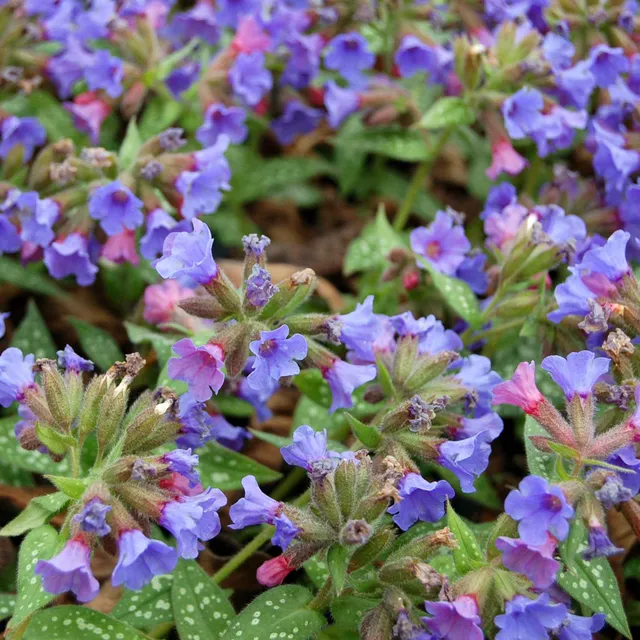 Bakker Pulmonaria Trevi Fountain vivace d'ombre pot Ø 9 cm bleue