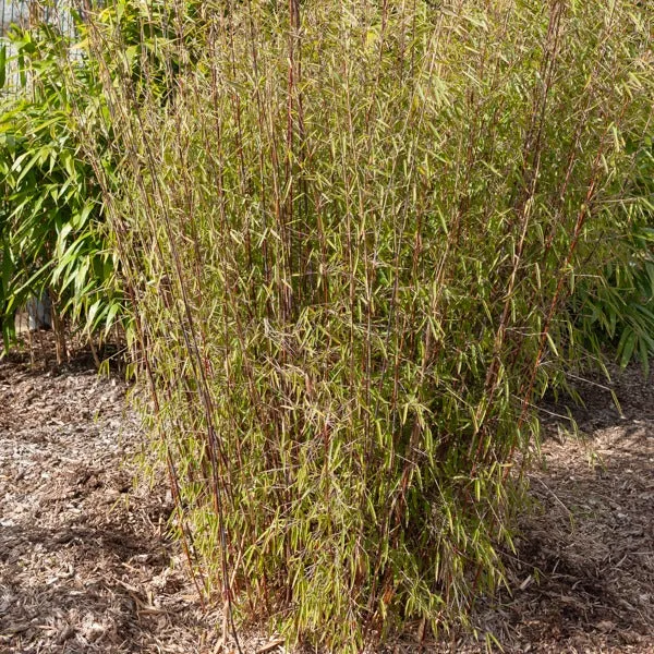 Bakker Bambou Jiuzhaigou non-traçant pot 40-50cm rustique