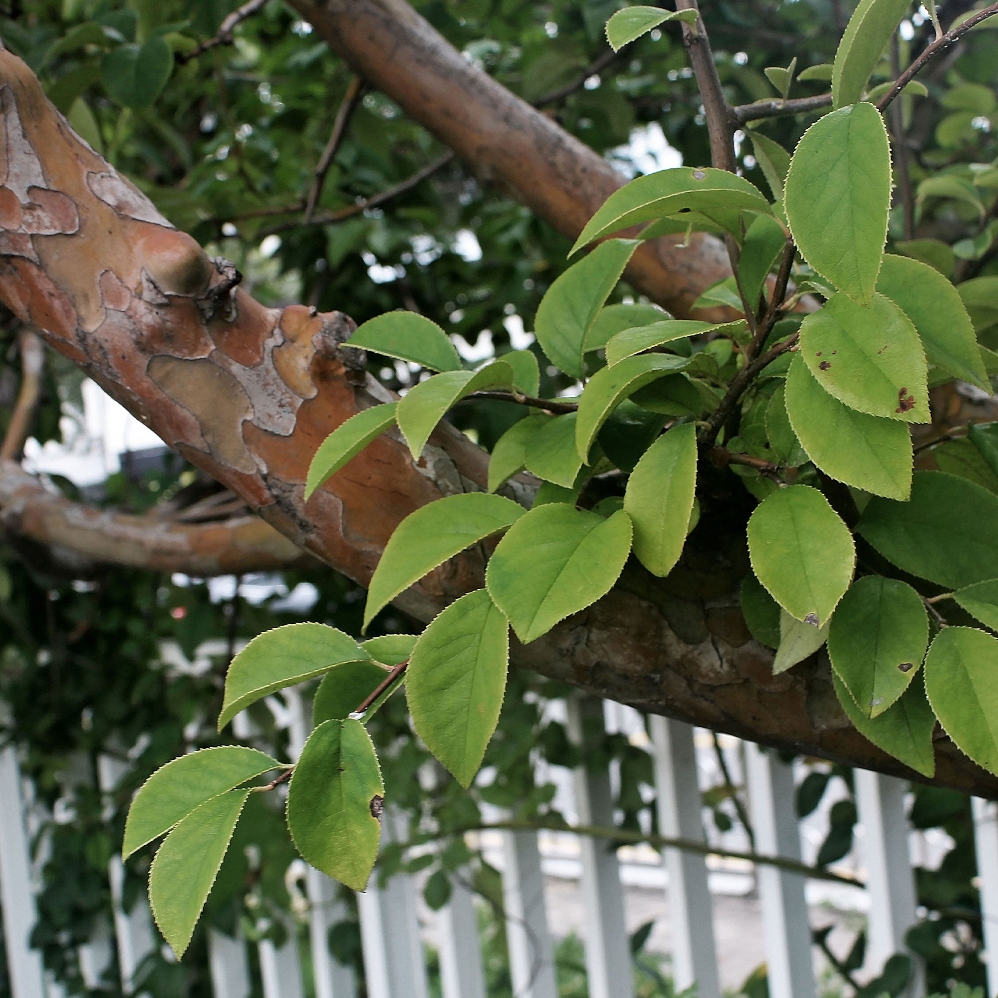 Bakker Cognassier de Chine arbre pot 5L écorce décorative