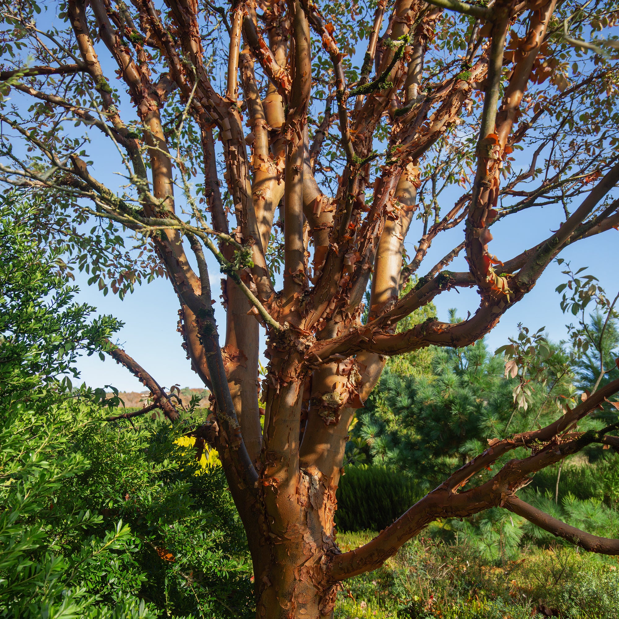Bakker Érable écorce de papier Acer griseum pot Ø9cm