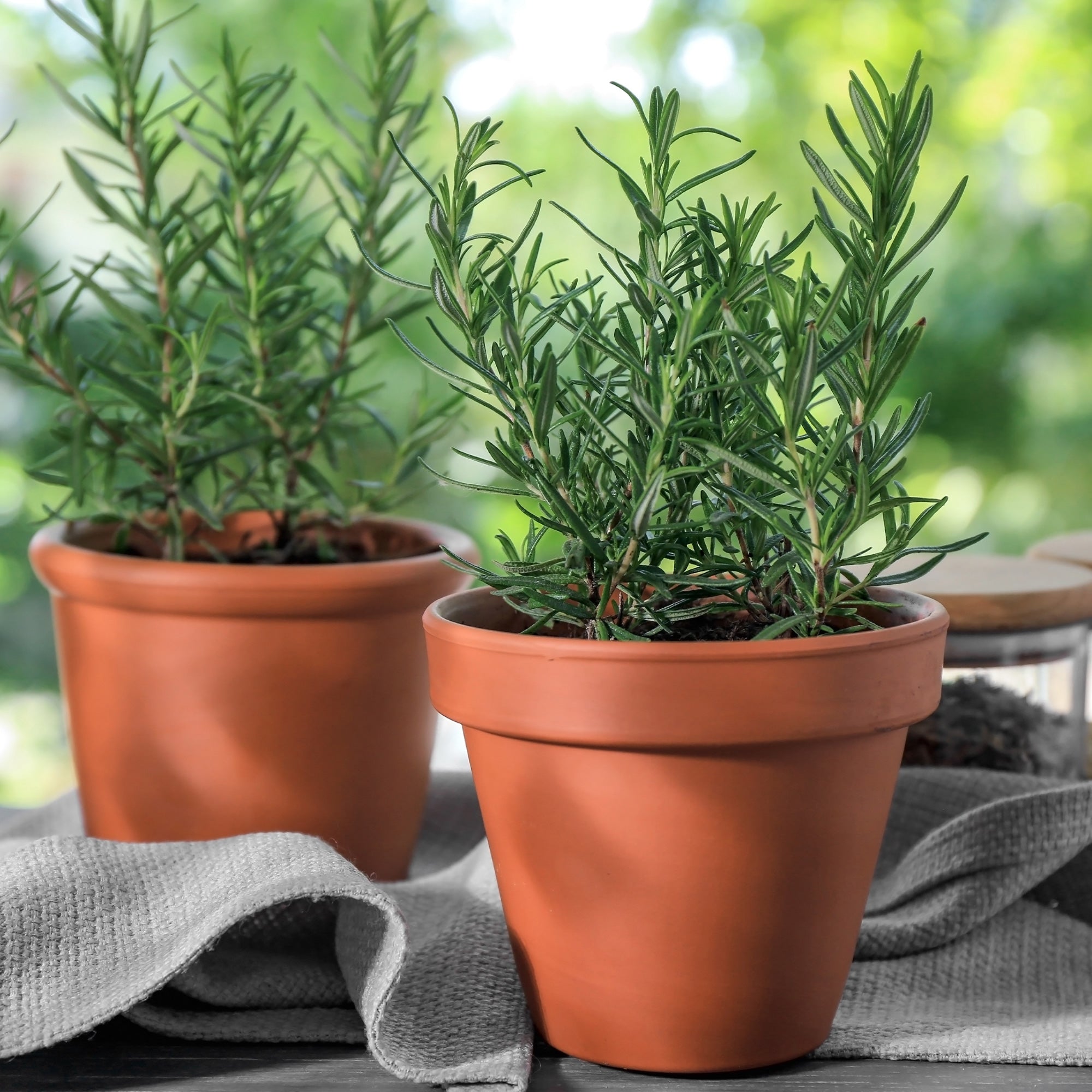 Bakker Plant Romarin officinalis pot 13cm aromatique
