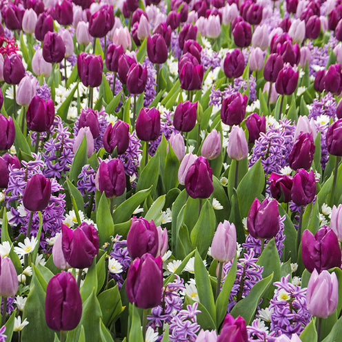 Bakker Royal Purple 25 bulbes fleurs mélange violet sachet