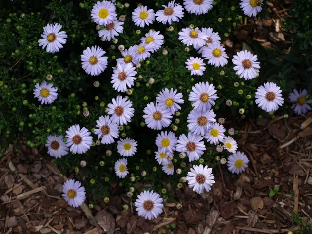 Aster dumosus Little Blue Boy plante vivace godet bleu ciel