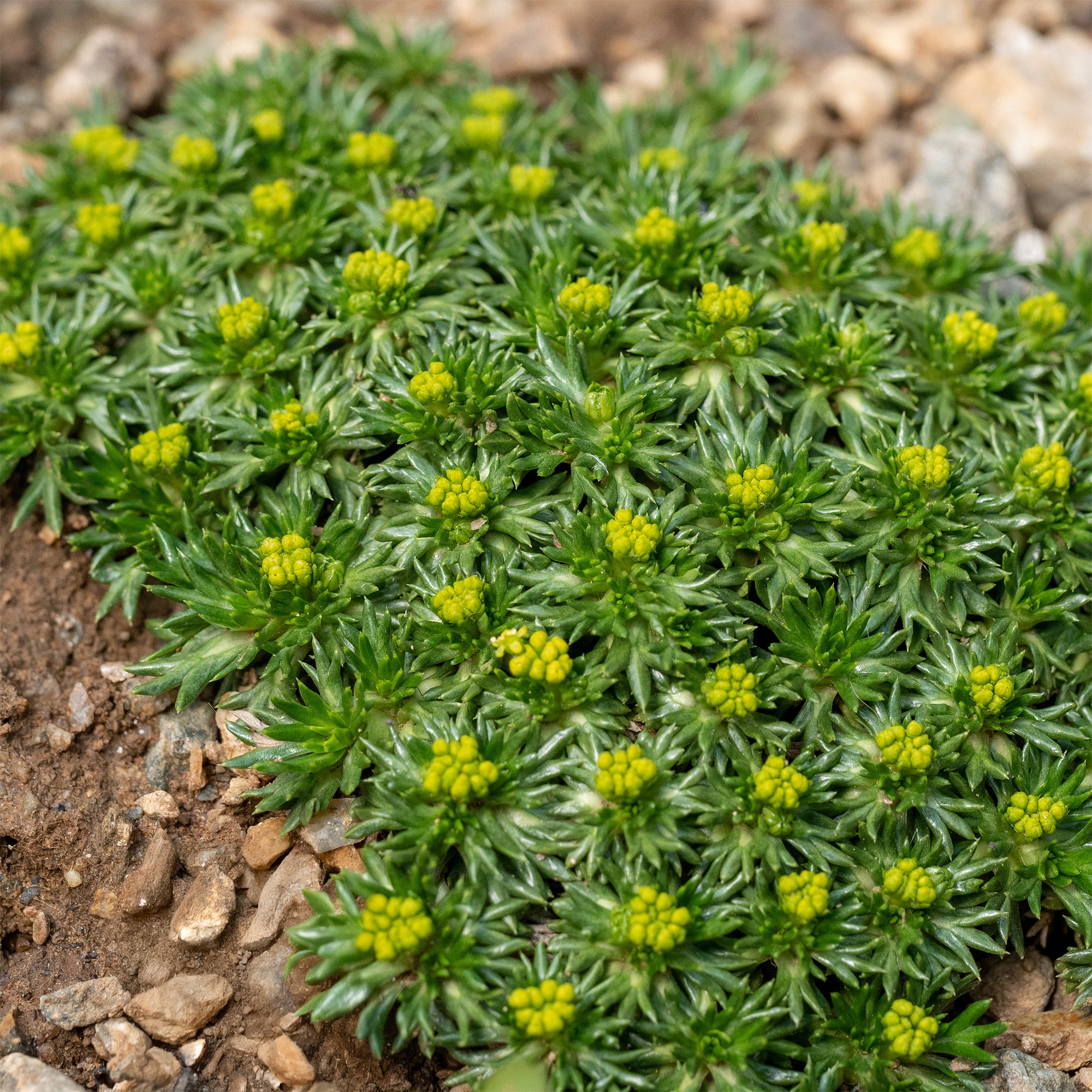 Bakker Azorelle vivace couvre-sol pot 8cm jaune