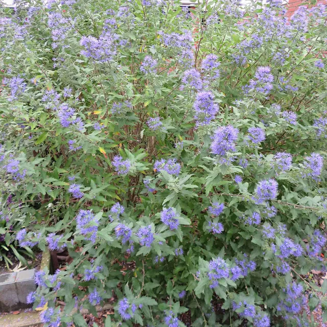 Bakker Barbe bleue Heavenly Blue arbuste pot Ø 9cm bleu