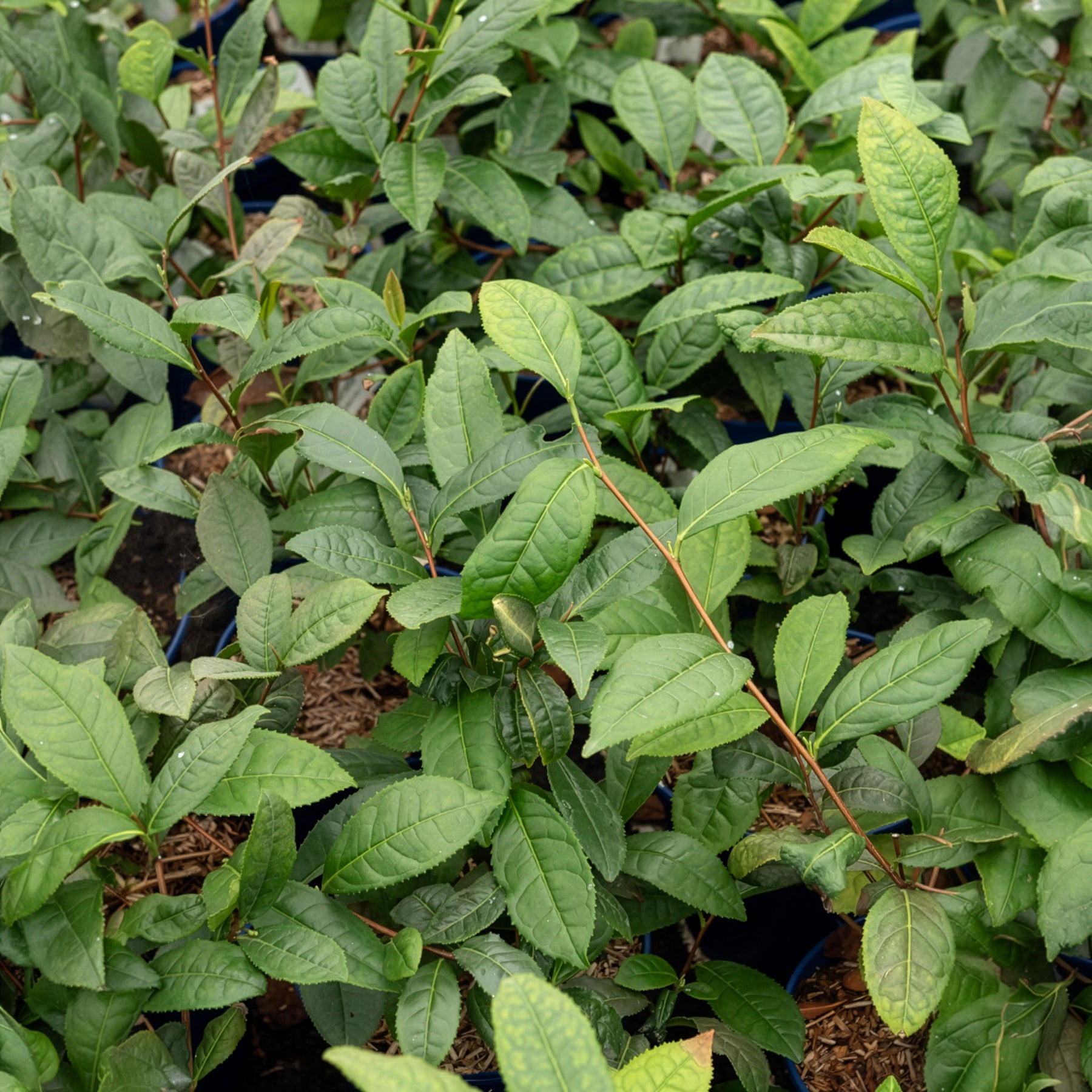 Bakker Théier Camellia sinensis pot Ø 10,5cm 20-30cm persistant