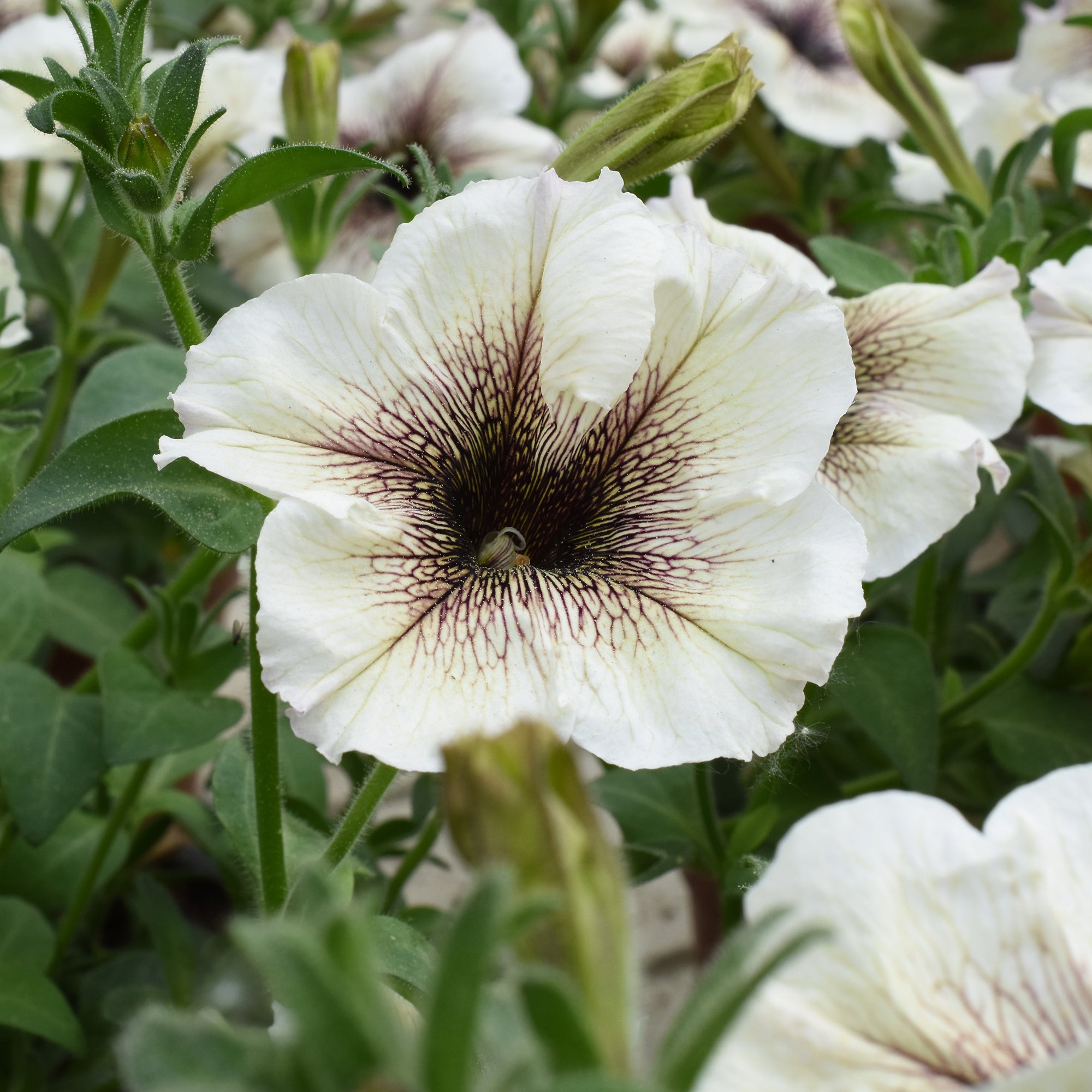 Bakker Pétunia à cœur marron pot Ø10.5cm blanc