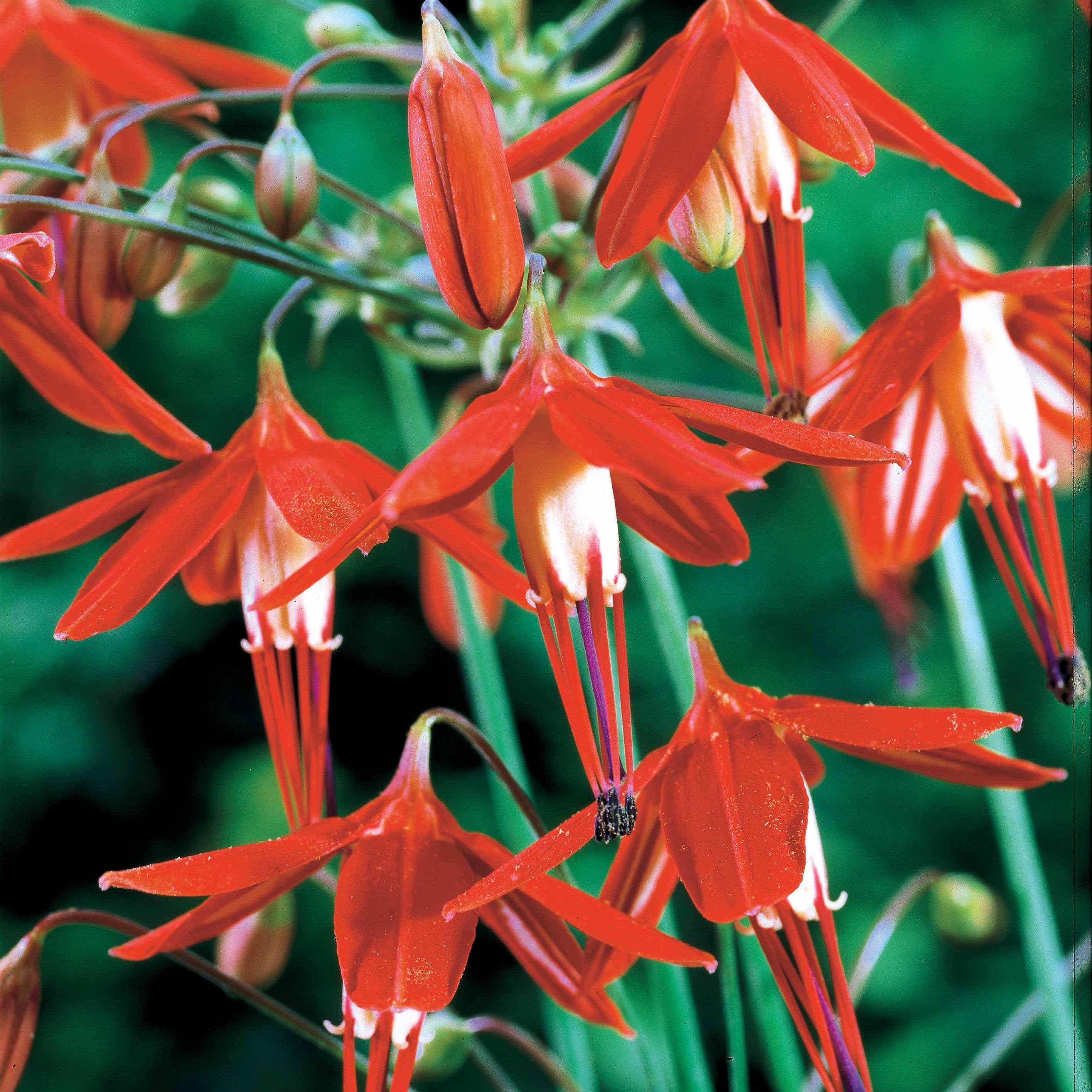 Bakker Corail du Mexique Bessera bulbes sachet 5 fleurs orange