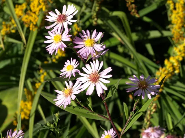 Passion Vivaces Aster Vasterival vivace godet rose tendre