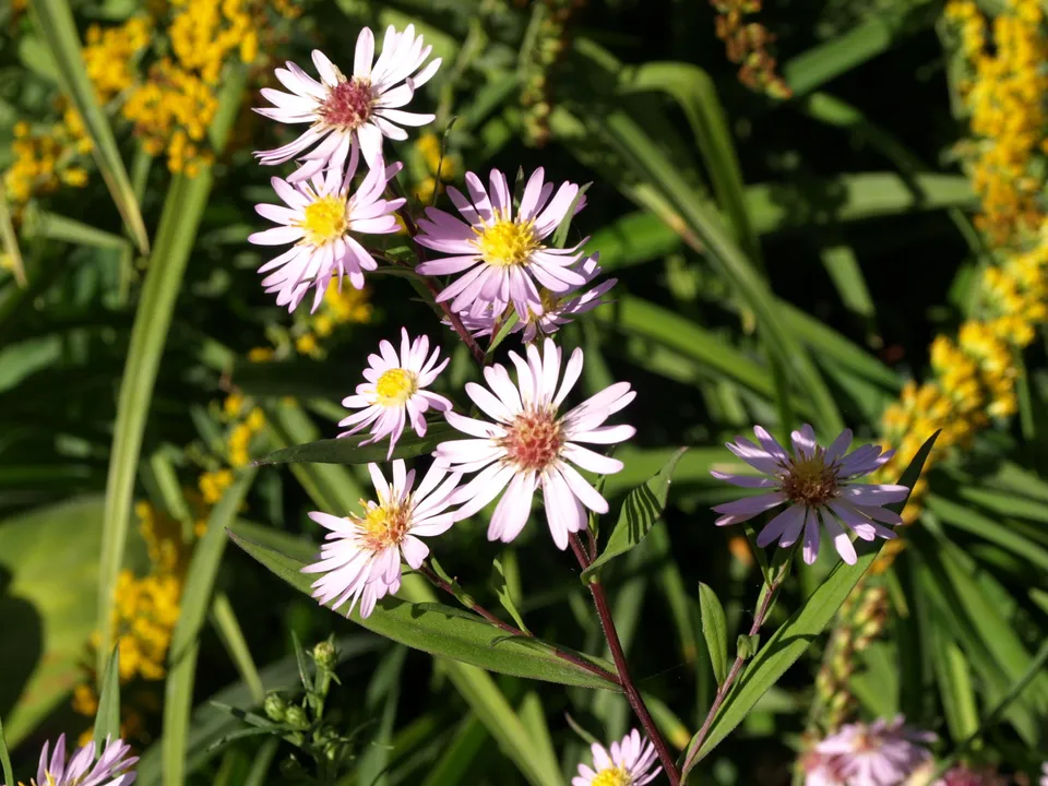 Passion Vivaces Aster Vasterival vivace godet rose tendre