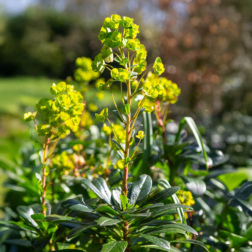 Bakker Euphorbe Mrs Robb plante vivace pot 9cm jaune
