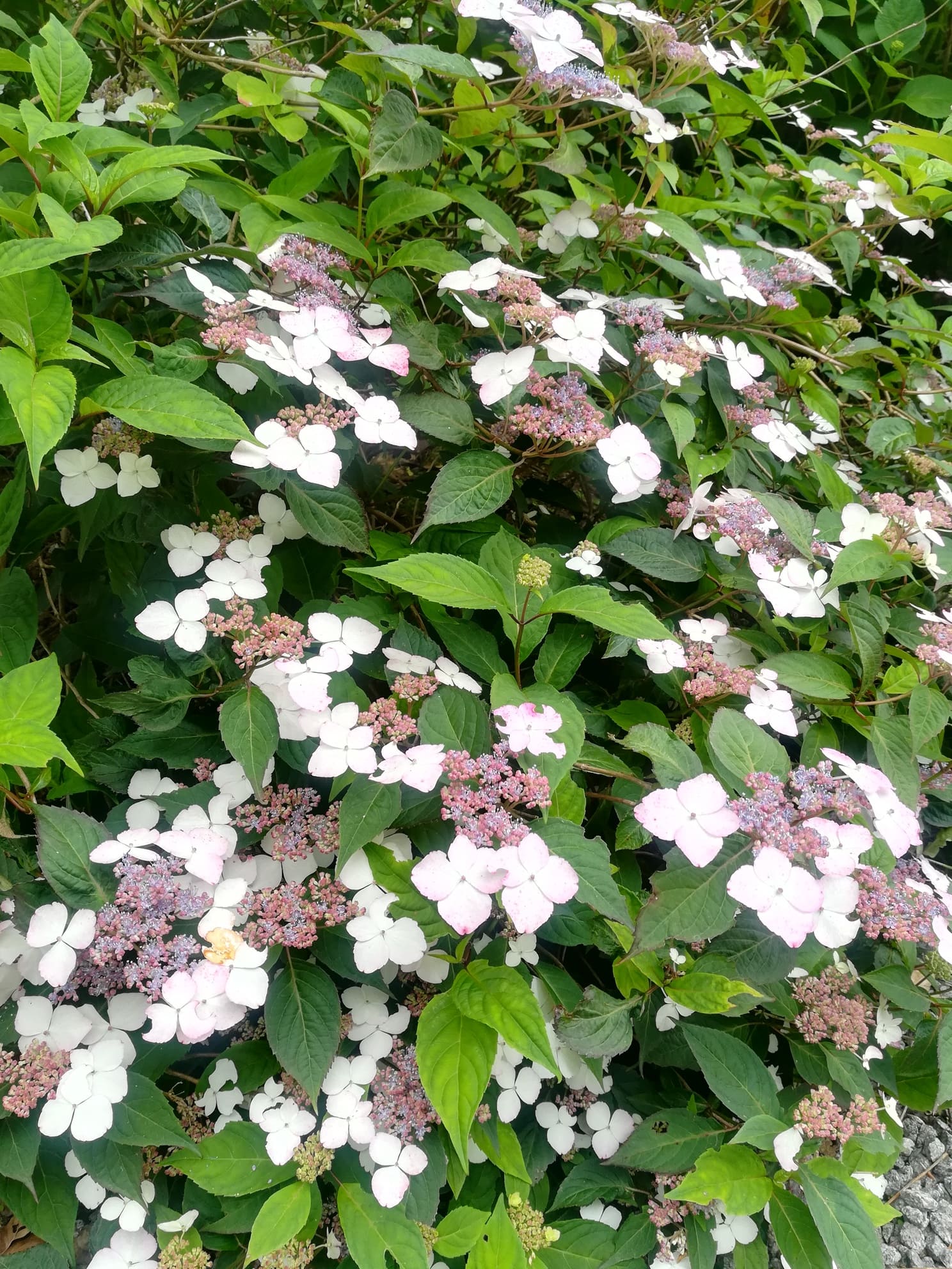 Les Hortensias du Haut Bois Beni Yama hortensia serrata godet