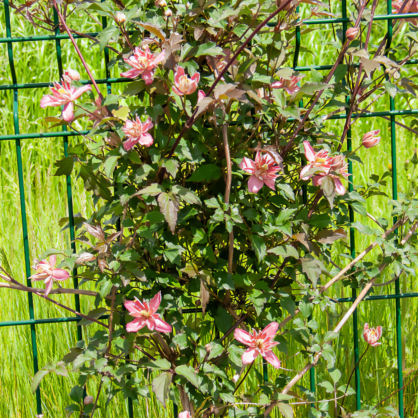 Bakker Plantes Clématite Broughton Star pot 1,5L rose