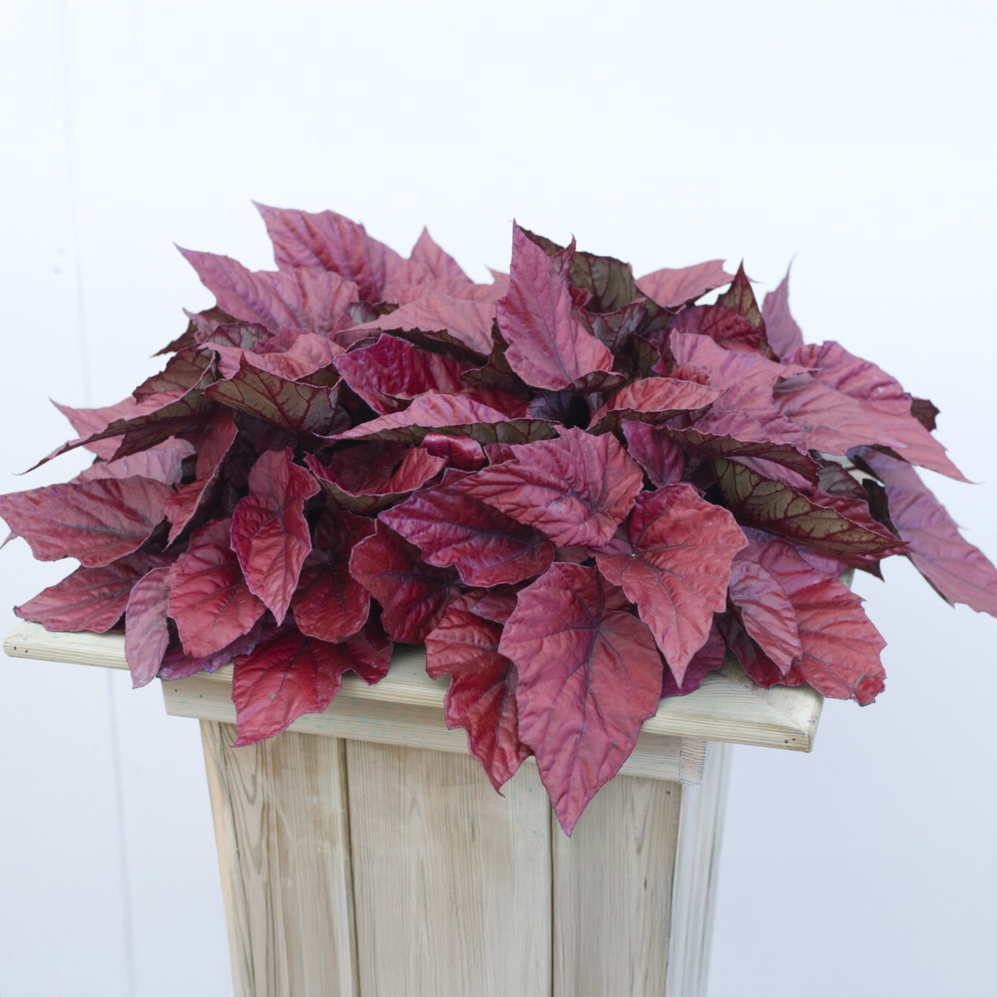 Bakker Beleaf Inca Flame bégonia pot Ø12cm rouge