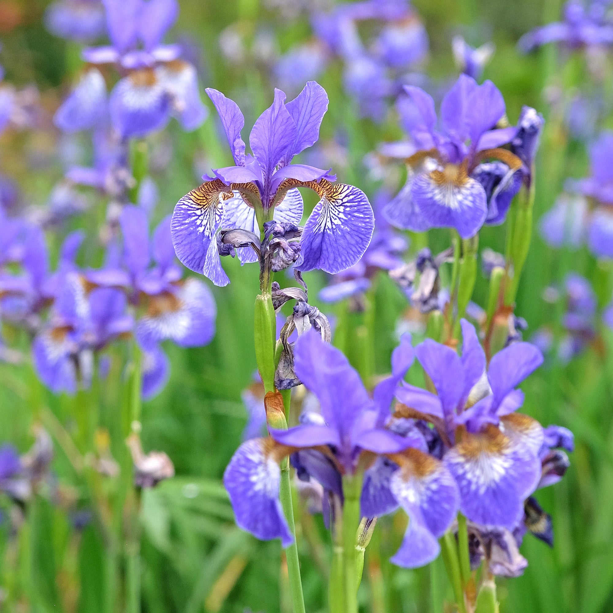 Bakker Iris versicolor plante de bassin pot 9cm fleur violette
