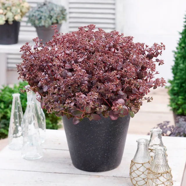 Bakker Sunsparkler Firecracker orpin pot 9cm pourpre